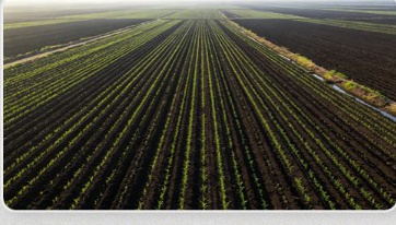 Fertile black soil of Northeast China