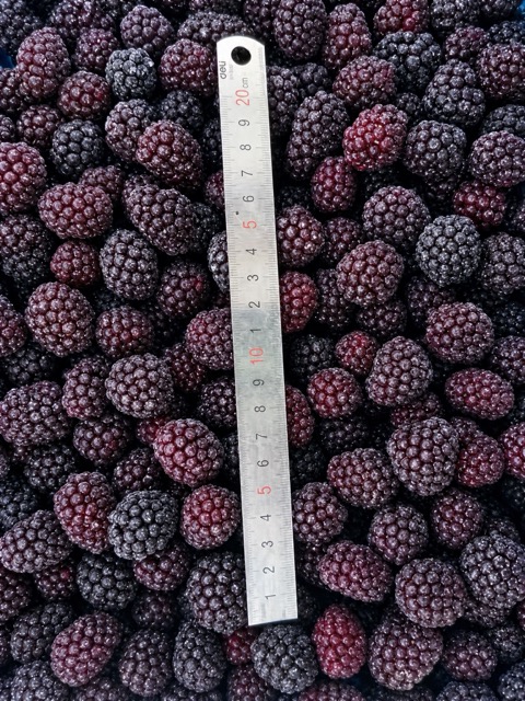 IQF Blackberries